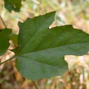 Photographie n°90623 du taxon Platanus orientalis L. [1753]