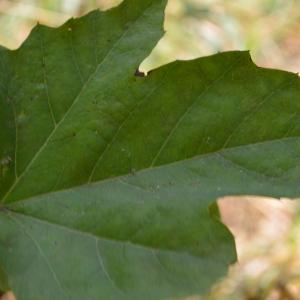 Photographie n°90625 du taxon Platanus orientalis L. [1753]