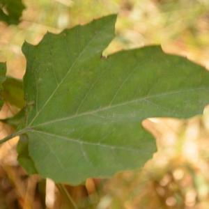 Photographie n°90628 du taxon Platanus orientalis L. [1753]