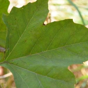 Photographie n°90632 du taxon Platanus orientalis L. [1753]