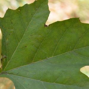 Photographie n°90633 du taxon Platanus orientalis L. [1753]