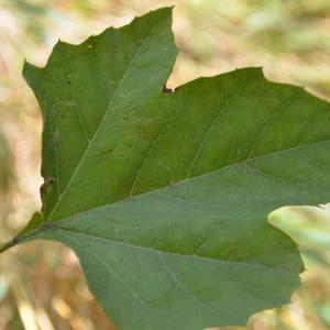 Photographie n°90634 du taxon Platanus orientalis L. [1753]