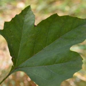 Photographie n°90636 du taxon Platanus orientalis L. [1753]