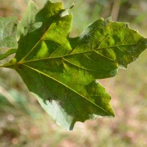 Photographie n°90637 du taxon Platanus orientalis L. [1753]