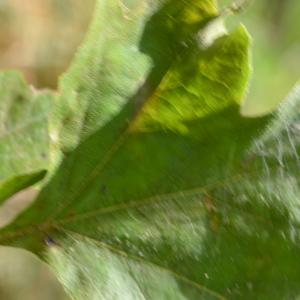 Photographie n°90638 du taxon Platanus orientalis L. [1753]