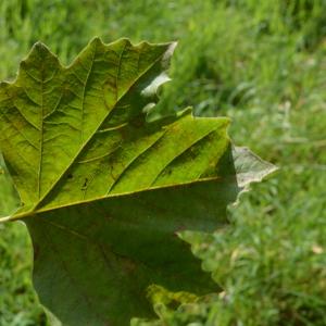 Photographie n°90639 du taxon Platanus orientalis L. [1753]