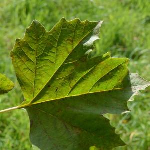 Photographie n°90640 du taxon Platanus orientalis L. [1753]