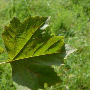 Photographie n°90641 du taxon Platanus orientalis L. [1753]