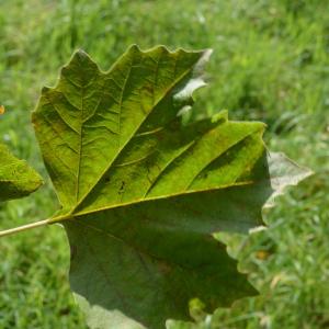 Photographie n°90642 du taxon Platanus orientalis L. [1753]