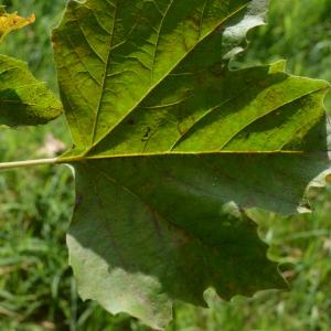 Photographie n°90645 du taxon Platanus orientalis L. [1753]