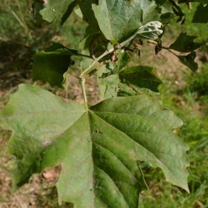 Photographie n°90648 du taxon Platanus orientalis L. [1753]