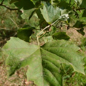 Photographie n°90650 du taxon Platanus orientalis L. [1753]