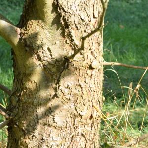 Photographie n°90652 du taxon Platanus orientalis L. [1753]