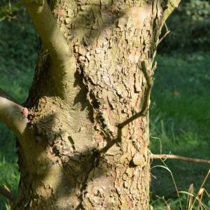 Photographie n°90654 du taxon Platanus orientalis L. [1753]