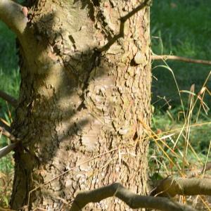 Photographie n°90655 du taxon Platanus orientalis L. [1753]