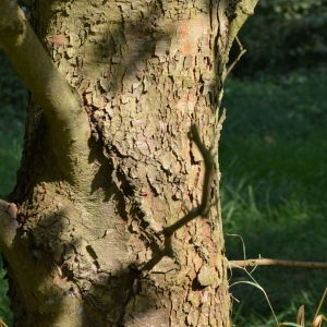 Photographie n°90657 du taxon Platanus orientalis L. [1753]