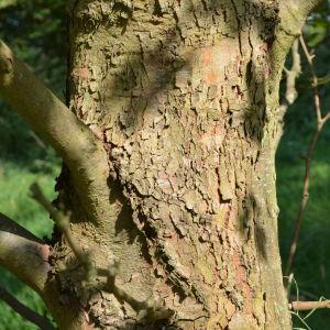 Photographie n°90658 du taxon Platanus orientalis L. [1753]