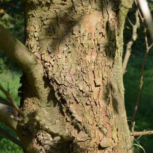 Photographie n°90659 du taxon Platanus orientalis L. [1753]