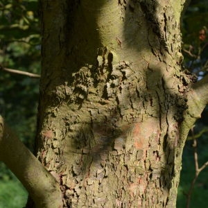 Photographie n°90660 du taxon Platanus orientalis L. [1753]