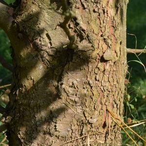 Photographie n°90661 du taxon Platanus orientalis L. [1753]