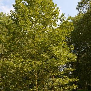 Photographie n°90662 du taxon Platanus orientalis L. [1753]