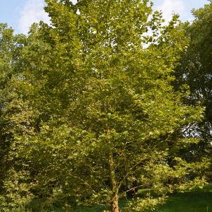 Photographie n°90663 du taxon Platanus orientalis L. [1753]