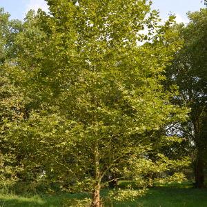 Photographie n°90664 du taxon Platanus orientalis L. [1753]