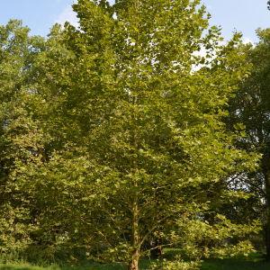 Photographie n°90665 du taxon Platanus orientalis L. [1753]