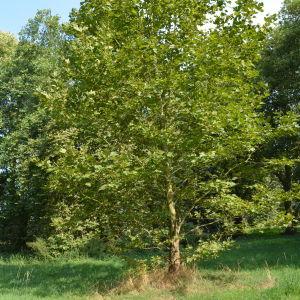 Photographie n°90668 du taxon Platanus orientalis L. [1753]