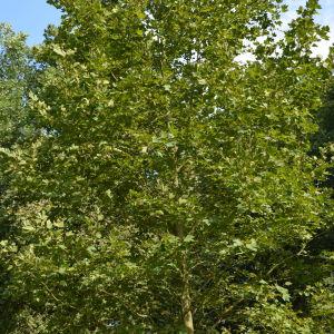 Photographie n°90670 du taxon Platanus orientalis L. [1753]