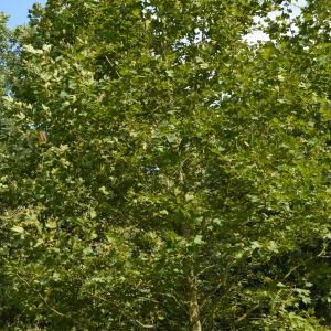 Photographie n°90673 du taxon Platanus orientalis L. [1753]