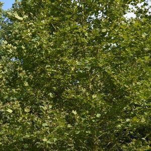 Photographie n°90675 du taxon Platanus orientalis L. [1753]