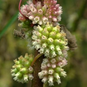 Cuscuta major var. viciae (Koch & al.) Engelm. (Cuscute d'Europe)