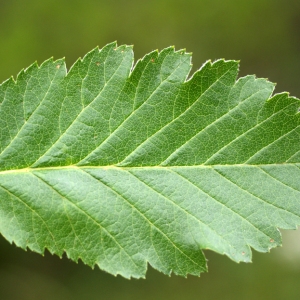 Photographie n°90730 du taxon Sorbus mougeotii Soy.-Will. & Godr. [1858]