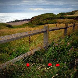 Photographie n°90732 du taxon Papaver rhoeas L. [1753]