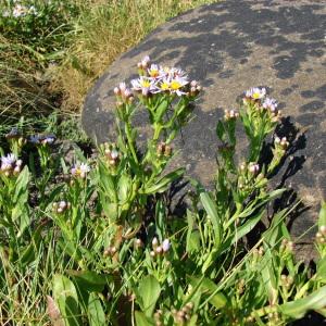 Photographie n°90736 du taxon Aster tripolium L. [1753]