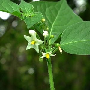 Photographie n°90739 du taxon Solanum nigrum L. [1753]