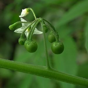 Photographie n°90740 du taxon Solanum nigrum L. [1753]