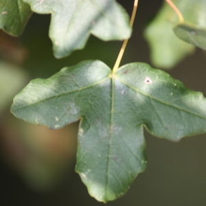 Photographie n°90760 du taxon Acer monspessulanum L. [1753]
