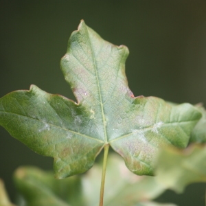 Photographie n°90763 du taxon Acer monspessulanum L. [1753]