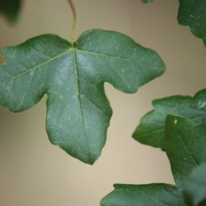 Photographie n°90765 du taxon Acer monspessulanum L. [1753]