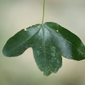 Photographie n°90770 du taxon Acer monspessulanum L. [1753]