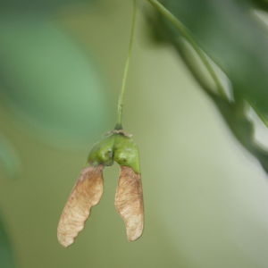 Photographie n°90771 du taxon Acer monspessulanum L. [1753]