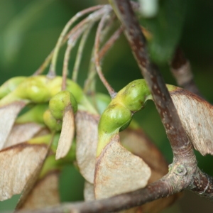 Photographie n°90773 du taxon Acer opalus Mill. [1768]