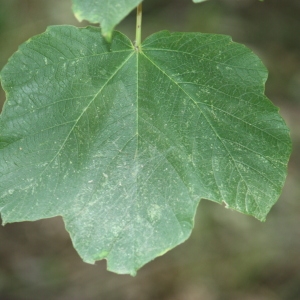 Photographie n°90774 du taxon Acer opalus Mill. [1768]