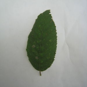 Photographie n°90778 du taxon Carpinus betulus L. [1753]