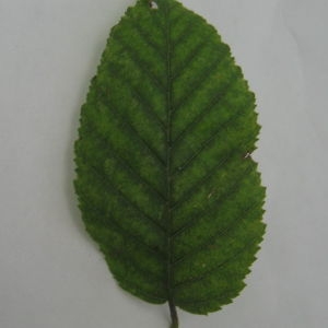 Photographie n°90779 du taxon Carpinus betulus L. [1753]