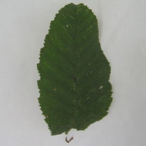 Photographie n°90781 du taxon Carpinus betulus L. [1753]