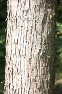 Hervé GOËAU, le 10 septembre 2012 (Rocquencourt (Arboretum de Chevreloup))