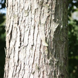 Photographie n°90854 du taxon Ostrya carpinifolia Scop. [1772]